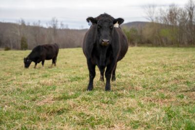 Crise agricole 2026 : quelles conséquences pour la viande française ?