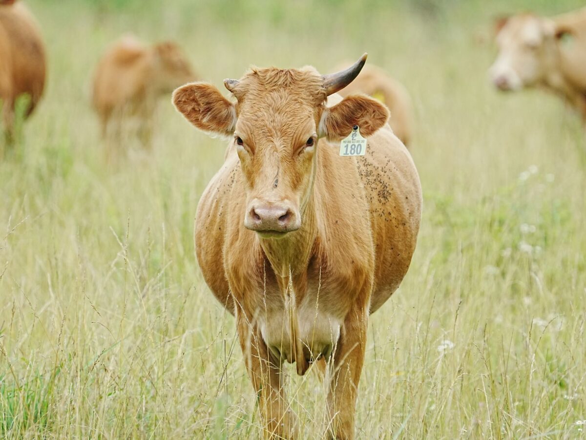 Viande bio : la production recule encore, la filière mise sur la contractualisation