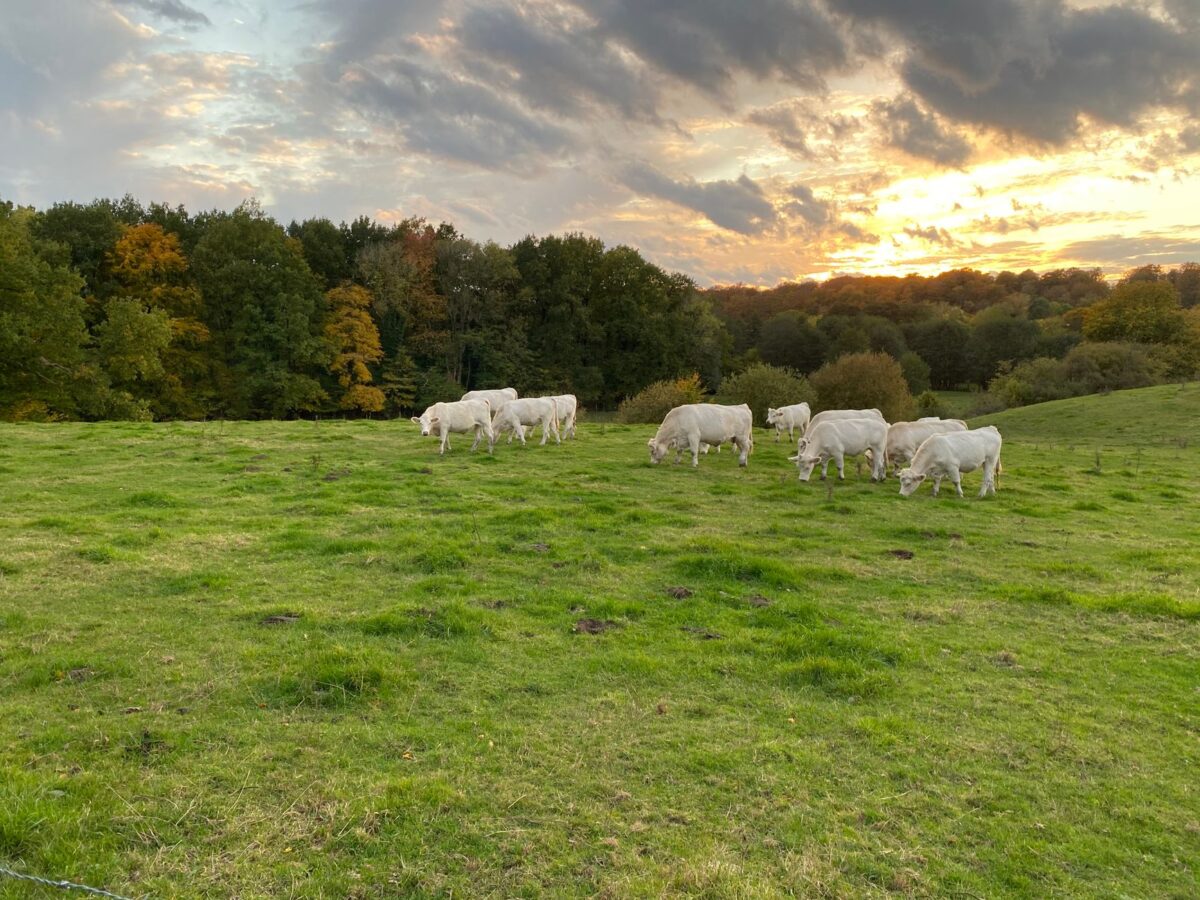 Viande bovine : des prix stabilisés à haut niveau cet automne, ce que vivent les éleveurs